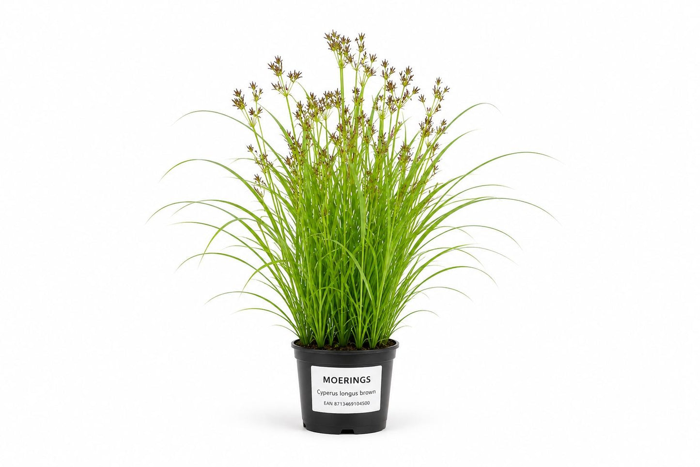 Cyperus longus maro la ghiveci pentru iaz