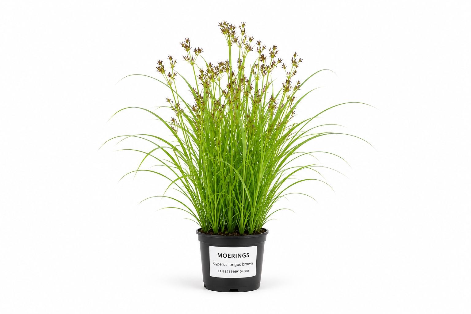 Cyperus longus maro la ghiveci pentru iaz
