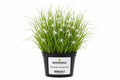 Planta Dichromena colorata alba in ghiveci Moerings, cu frunzis fin si bractee albe decorative