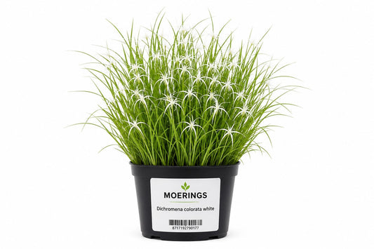 Planta Dichromena colorata alba in ghiveci Moerings, cu frunzis fin si bractee albe decorative