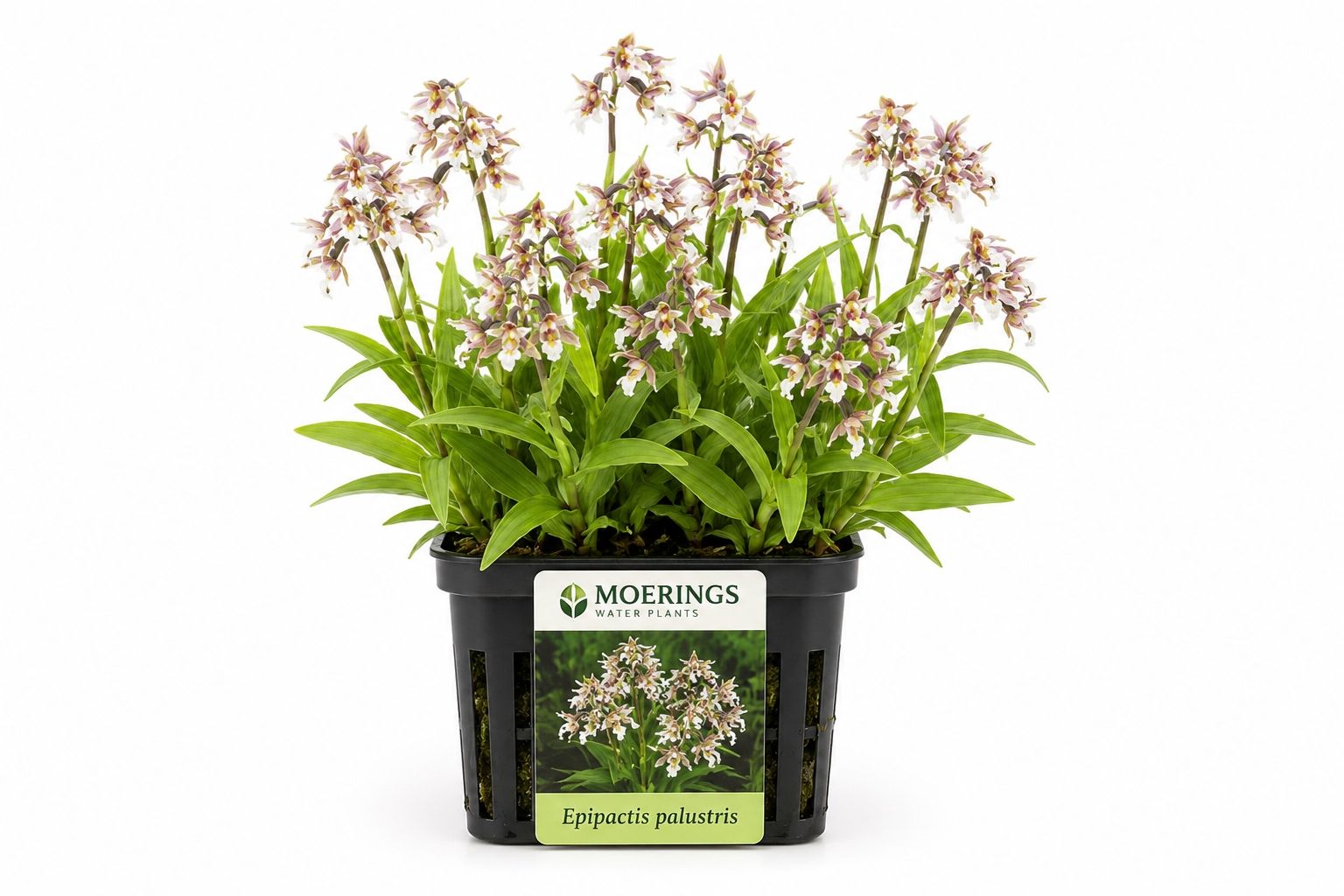 Epipactis palustris la ghiveci Moerings, orhidee de mlastina cu flori alb-roz