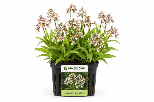 Epipactis palustris la ghiveci Moerings, orhidee de mlastina cu flori alb-roz