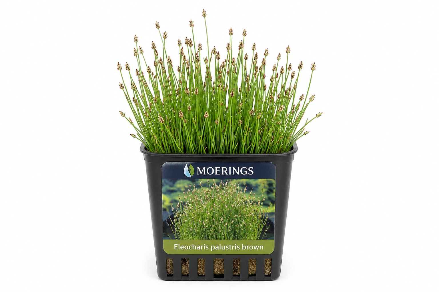 Eleocharis palustris nativ maro in ghiveci Moerings, cu tulpini verzi si spice brun-maronii