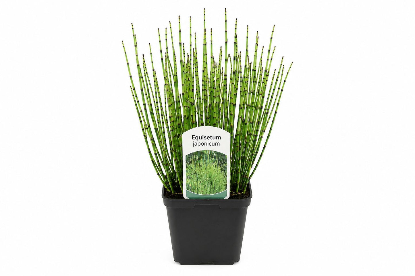 Equisetum japonicum in ghiveci cu tulpini segmentate