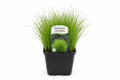 Equisetum scirpoides in ghiveci cu tulpini verzi subtiri si aspect compact