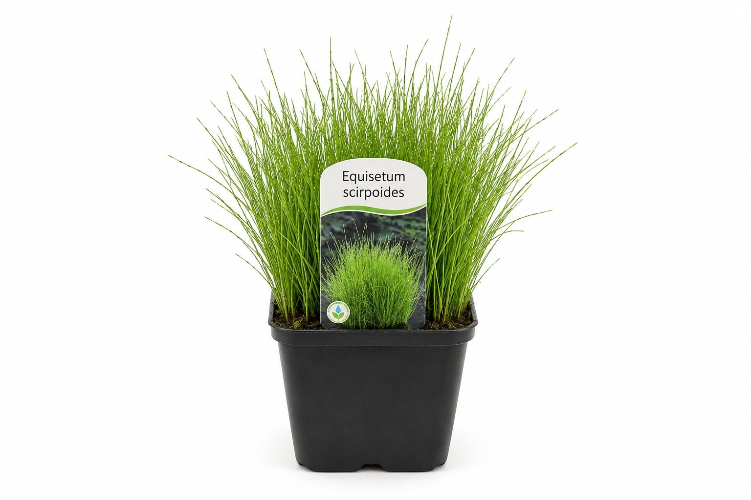 Equisetum scirpoides in ghiveci cu tulpini verzi subtiri si aspect compact