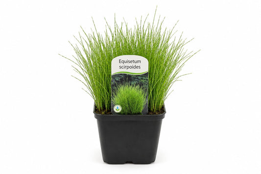 Equisetum scirpoides in ghiveci cu tulpini verzi subtiri si aspect compact