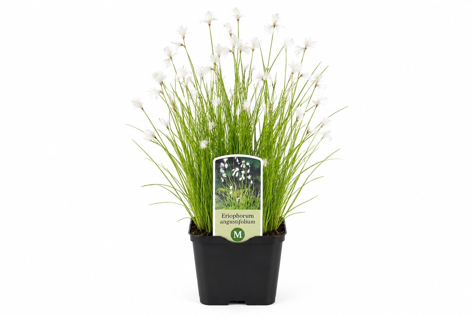Eriophorum angustifolium nativ alb in ghiveci Moerings, cu frunze fine verzi si puf alb decorativ