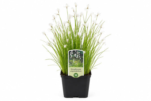 Eriophorum angustifolium nativ alb la ghiveci, Moerings