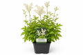 Filipendula ulmaria Creme in ghiveci Moerings, cu flori crem si frunzis verde zimtat