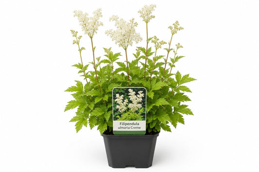 Filipendula ulmaria Creme la ghiveci, Moerings