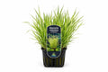 Glyceria maxima Variegata gold in ghiveci Moerings, cu frunzis verde-galbui arcuit