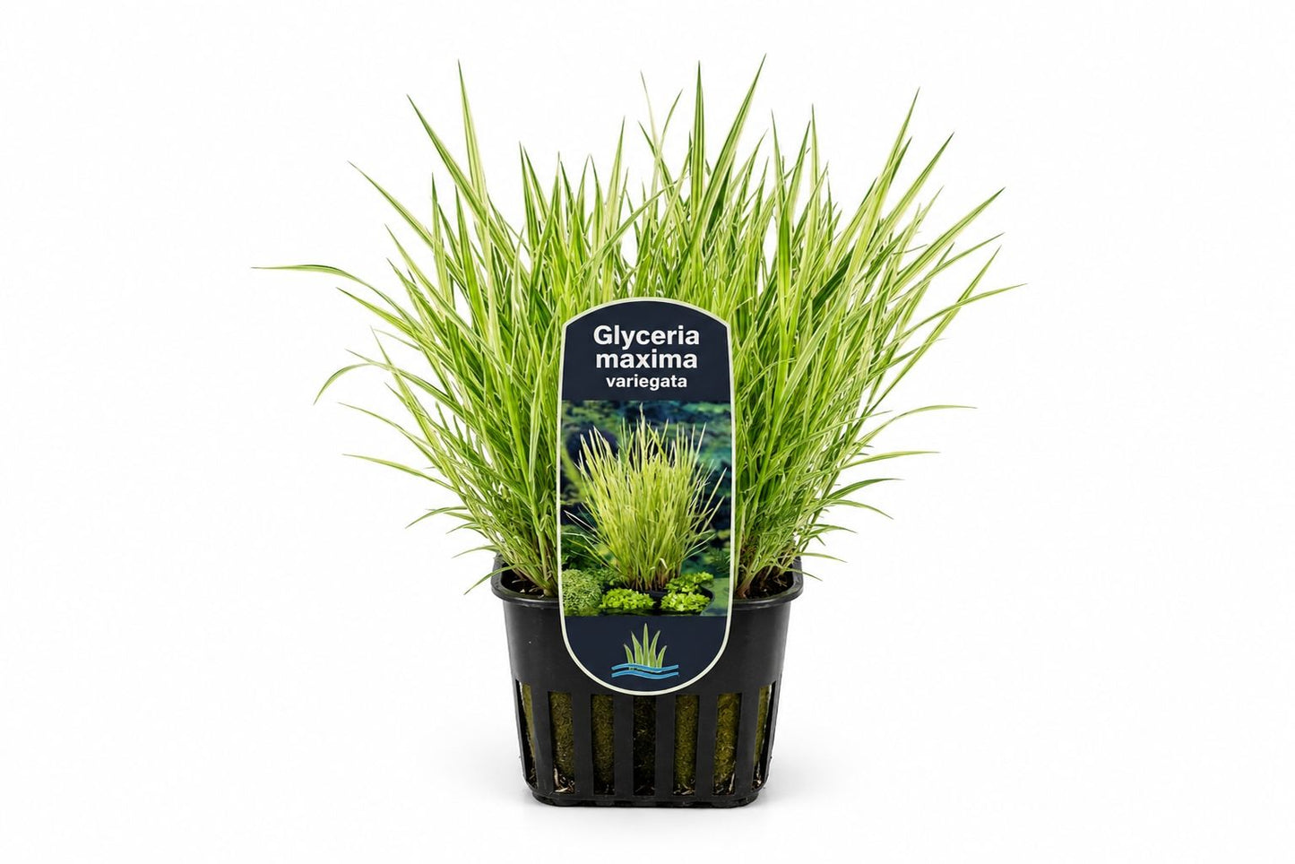 Glyceria maxima Variegata gold in ghiveci Moerings, cu frunzis verde-galbui arcuit