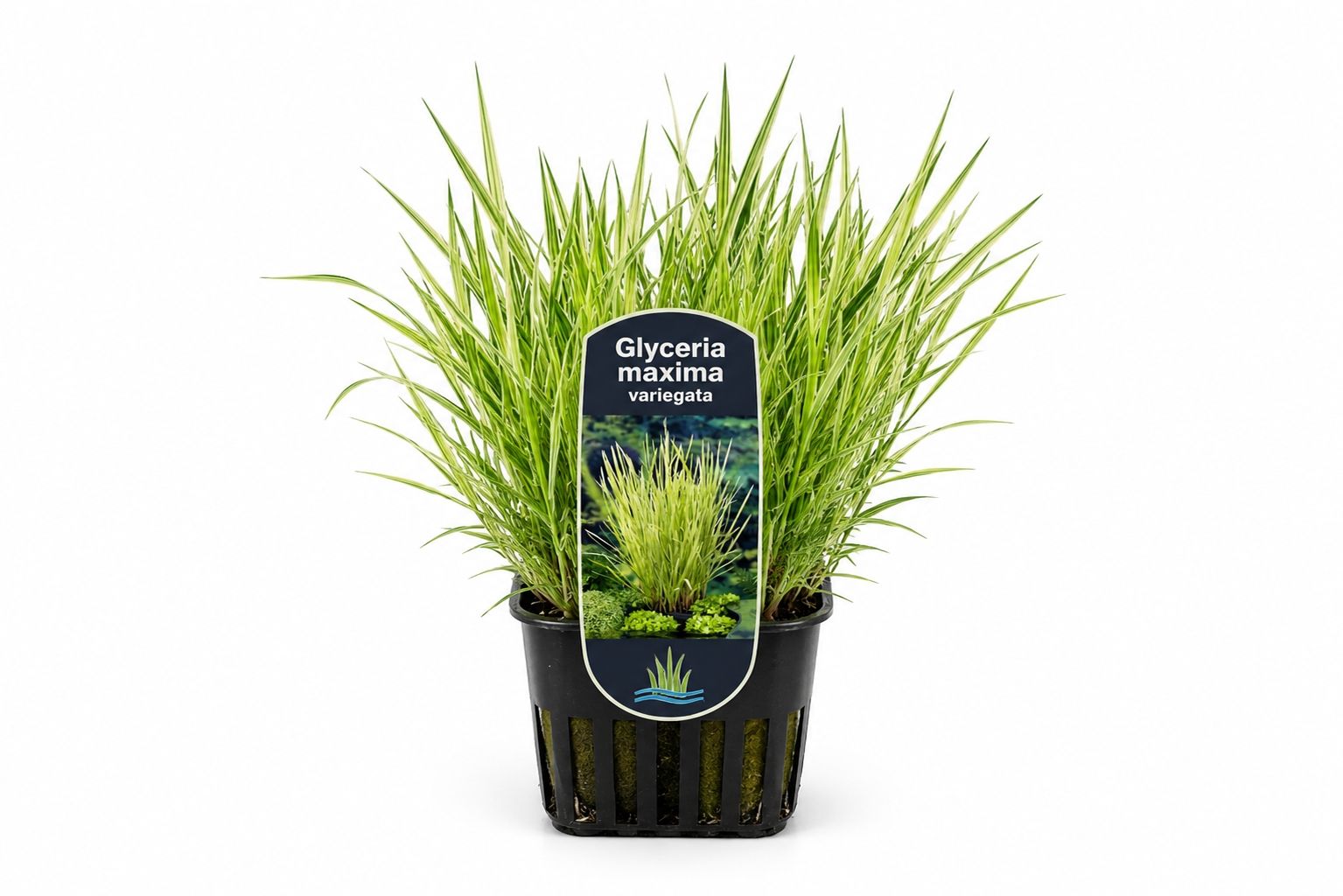 Glyceria maxima Variegata gold in ghiveci Moerings, cu frunzis verde-galbui arcuit