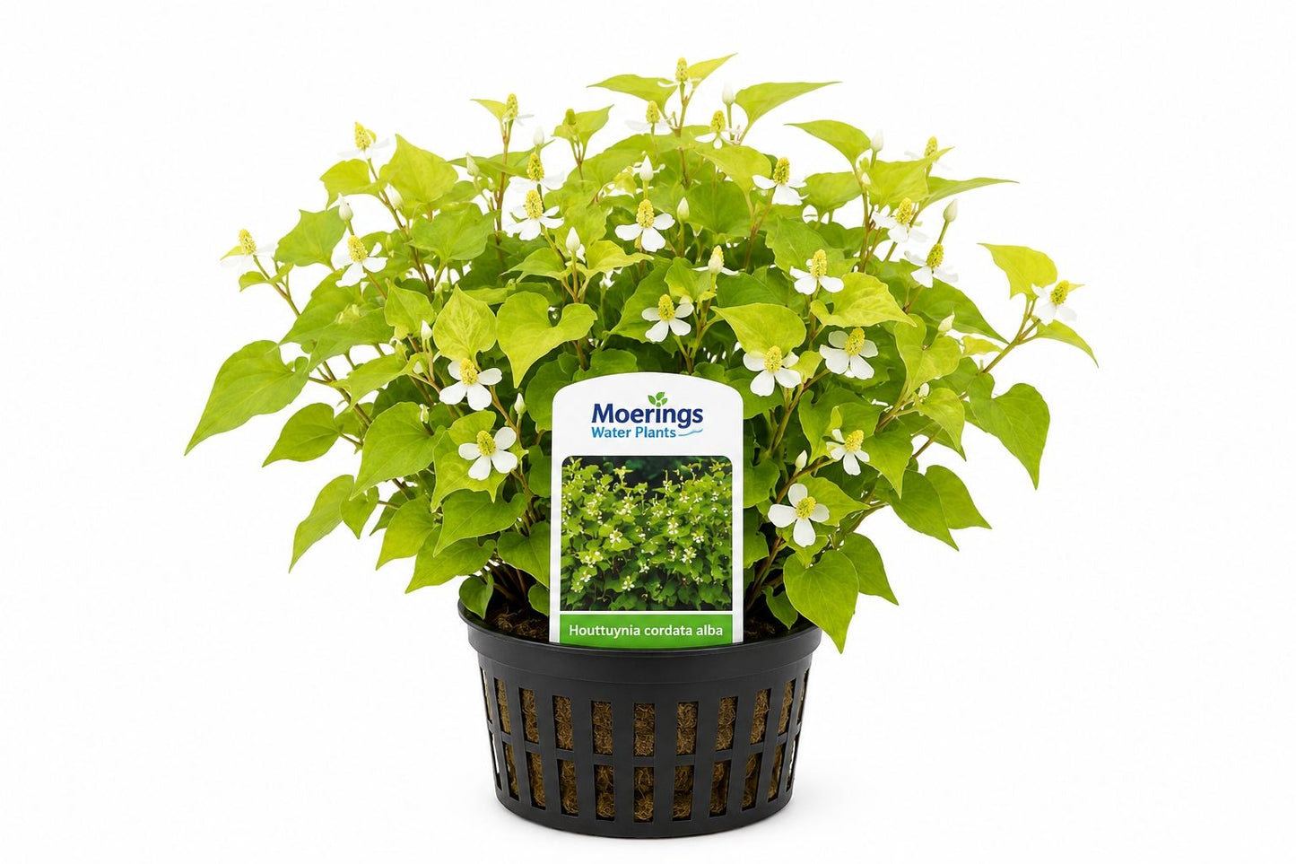 Houttuynia cordata alba in ghiveci Moerings, cu frunze verzi in forma de inima si flori albe