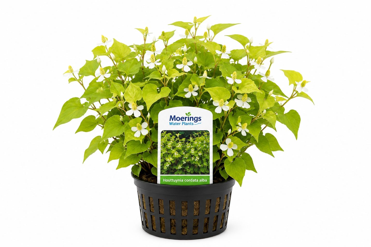 Houttuynia cordata alba in ghiveci Moerings, cu frunze verzi in forma de inima si flori albe