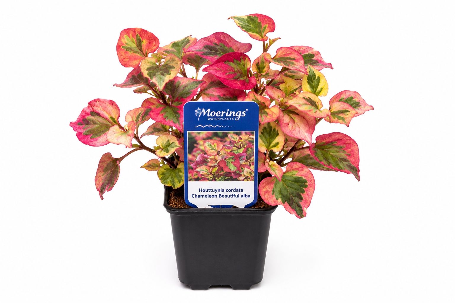 Houttuynia cordata Chameleon Beautiful alba in ghiveci Moerings, cu frunze variegate roz, galben si verde