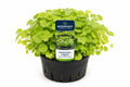 Hydrocotyle vulgaris nativ galben-verde in ghiveci Moerings, cu frunze rotunde decorative