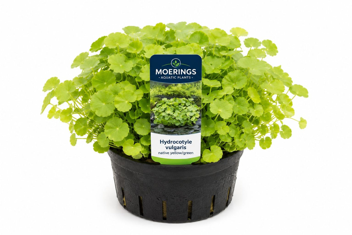 Hydrocotyle vulgaris nativ galben-verde in ghiveci Moerings, cu frunze rotunde decorative