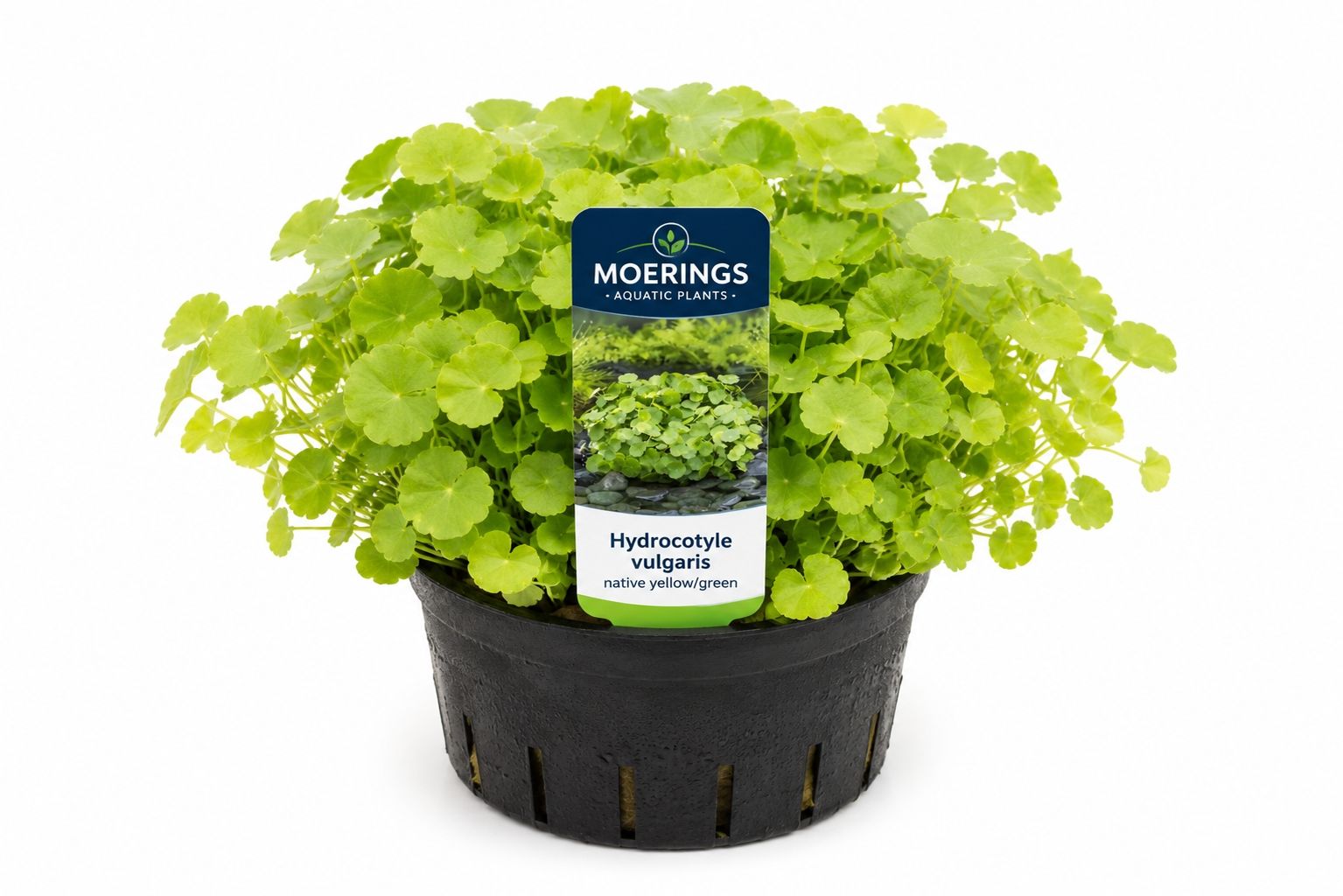 Hydrocotyle vulgaris nativ galben-verde in ghiveci Moerings, cu frunze rotunde decorative