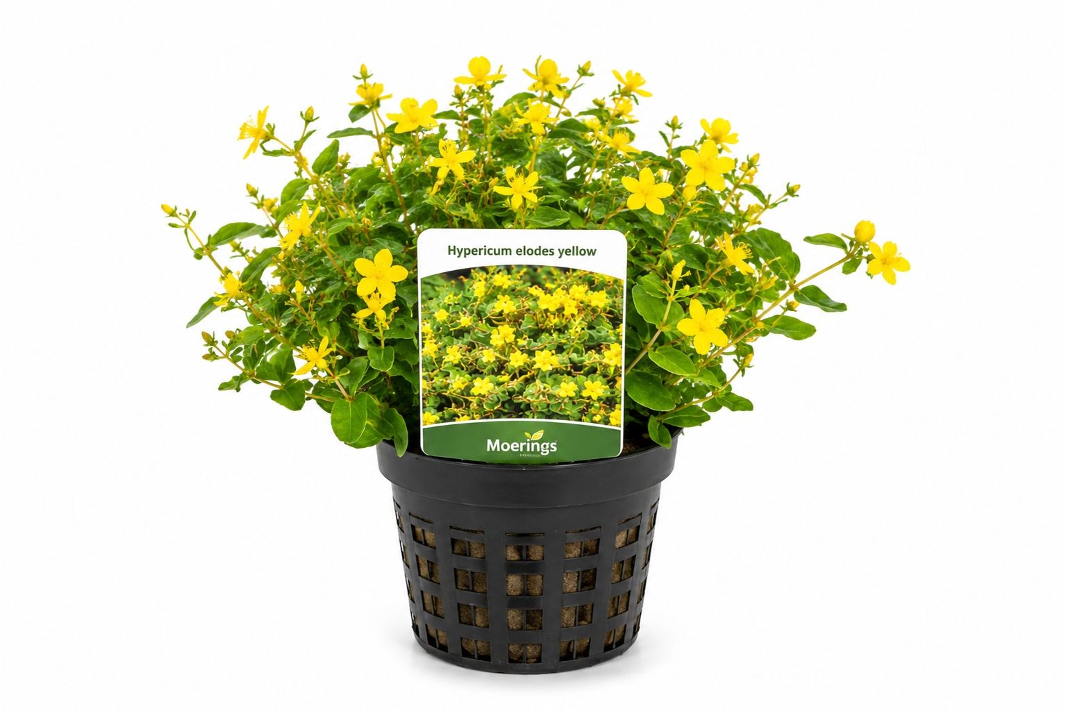 Hypericum elodes galben in ghiveci Moerings, cu flori galbene si frunzis verde