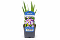 Iris ens Dinnner plate Cheese Cake P11 mov, la ghiveci, Moerings