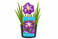 Iris ensata Dinner Plate Jell-O mov la ghiveci, Moerings