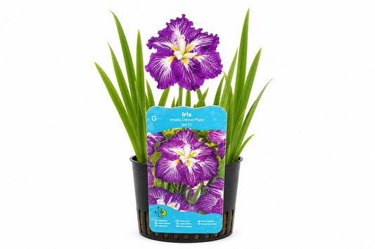Iris ensata Dinner Plate Jell-O mov la ghiveci, Moerings