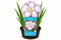 Iris ensata Dinner Plate Tiramisu mov la ghiveci, Moerings