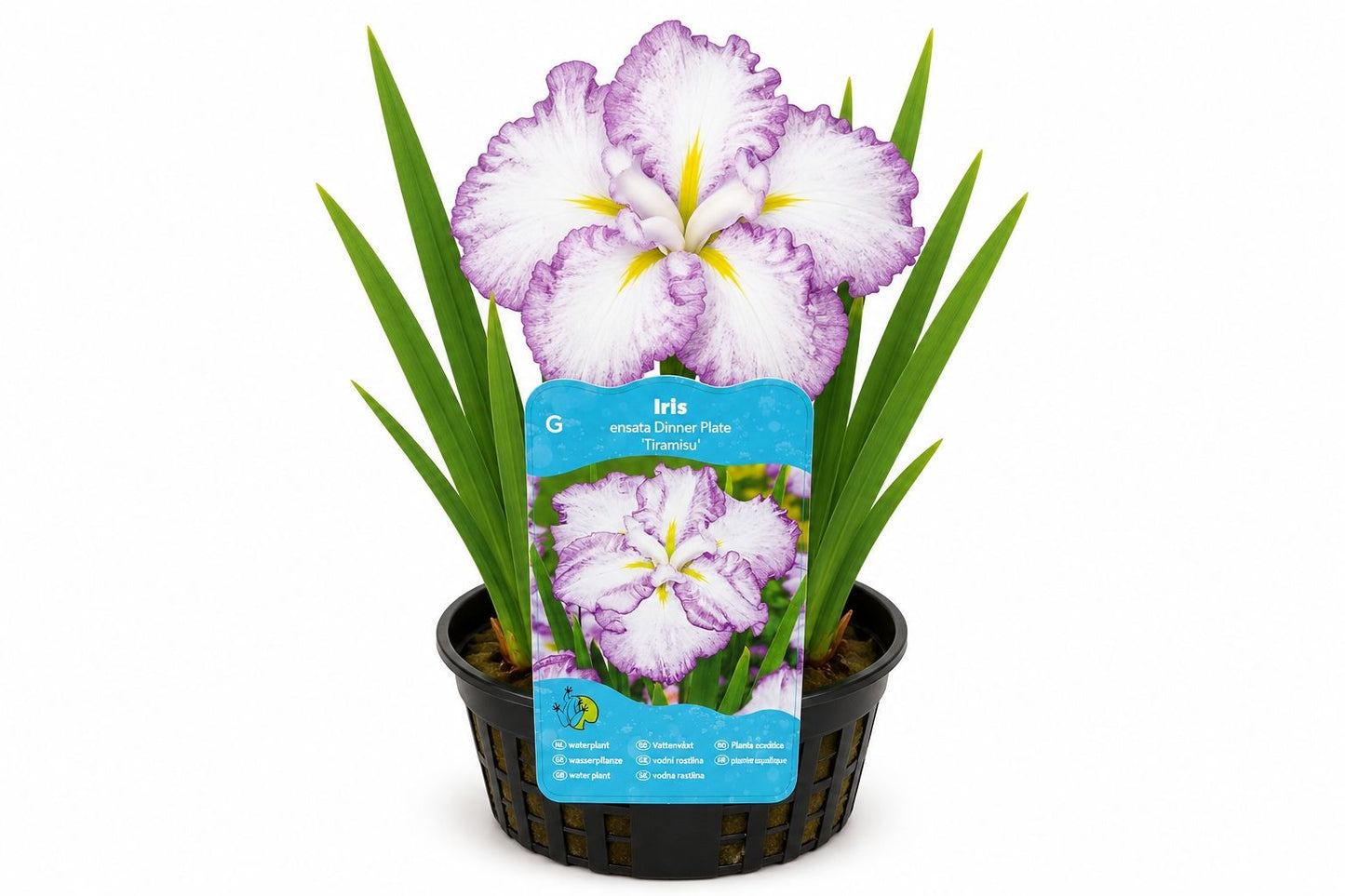 Iris ensata Dinner Plate Tiramisu mov la ghiveci, Moerings