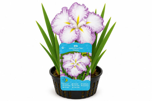Iris ensata Dinner Plate Tiramisu mov la ghiveci, Moerings