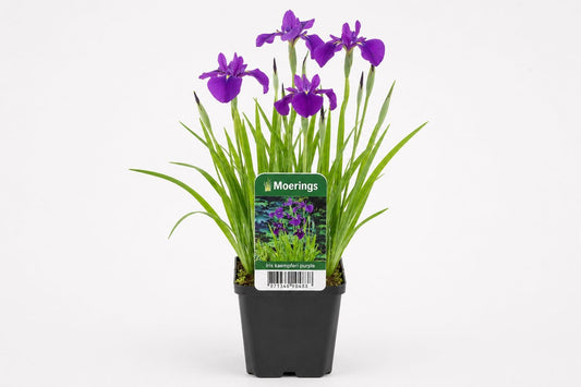 Iris kaempferi mov la ghiveci, Moerings
