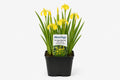Iris pseudacorus  nativ galben la ghiveci, Moerings