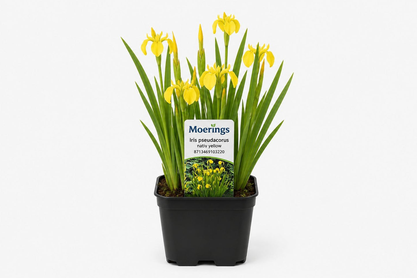 Iris pseudacorus  nativ galben la ghiveci, Moerings