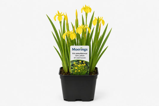Iris pseudacorus  nativ galben la ghiveci, Moerings
