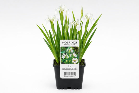 Iris pseudacorus Alba cu flori albe la ghiveci, Moerings