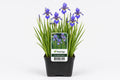 Iris sibirica albastru la ghiveci, Moerings