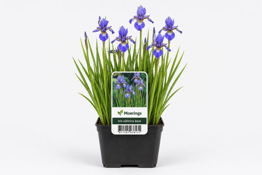 Iris sibirica albastru la ghiveci, Moerings