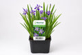 Iris versicolor mov la ghiveci, Moerings