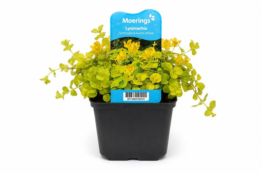 Lysimachia nummularia Aurea galbena la ghiveci, Moerings