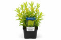 Lysimachia thyrsiflora galbena la ghiveci, Moerings