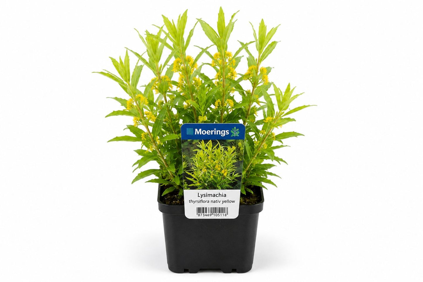 Lysimachia thyrsiflora galbena la ghiveci, Moerings