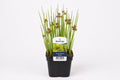 Juncus effusus maro la ghiveci, Moerings