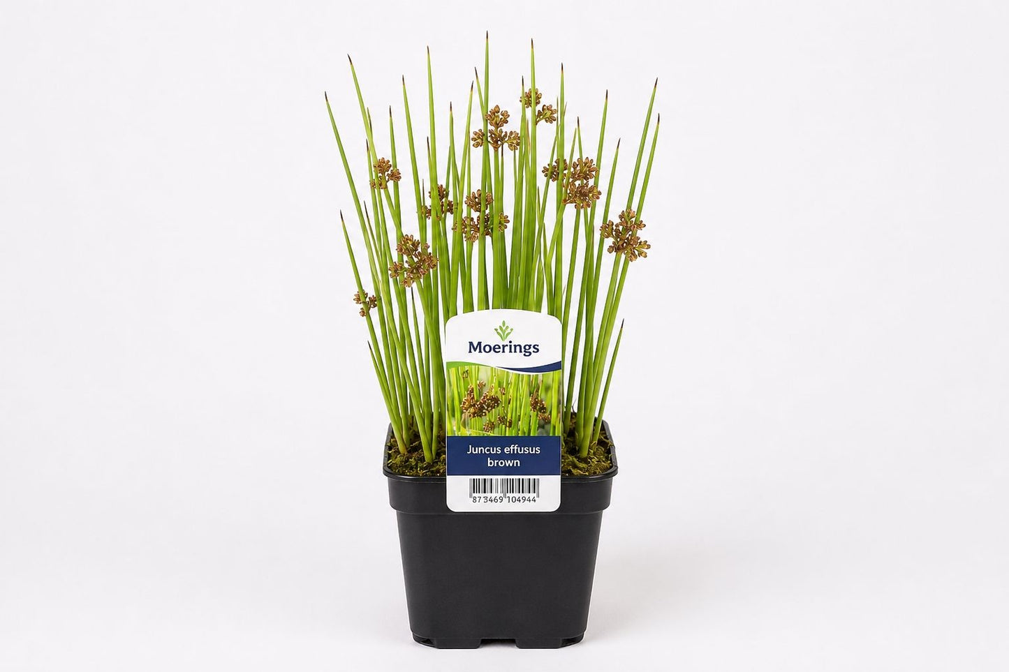 Juncus effusus maro la ghiveci, Moerings
