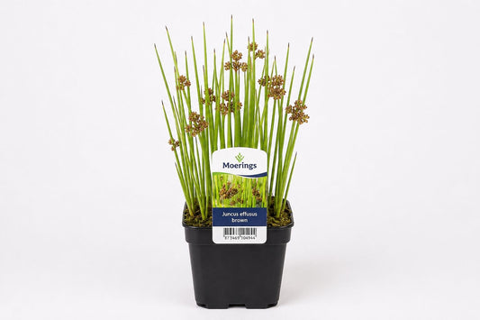 Juncus effusus maro la ghiveci, Moerings