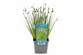 Juncus ensifolius maro la ghiveci, Moerings