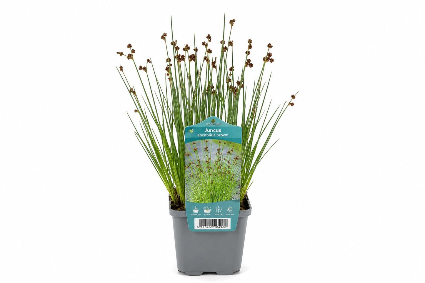 Juncus ensifolius maro la ghiveci, Moerings