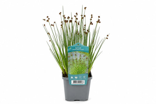 Juncus ensifolius maro la ghiveci, Moerings