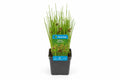 Juncus inflexus Gold la ghiveci, Moerings