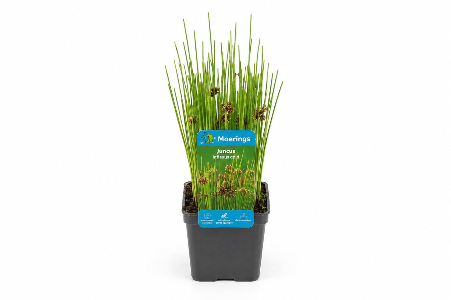 Juncus inflexus Gold la ghiveci, Moerings